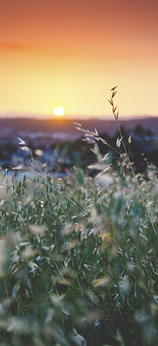 Nature Wallpaper